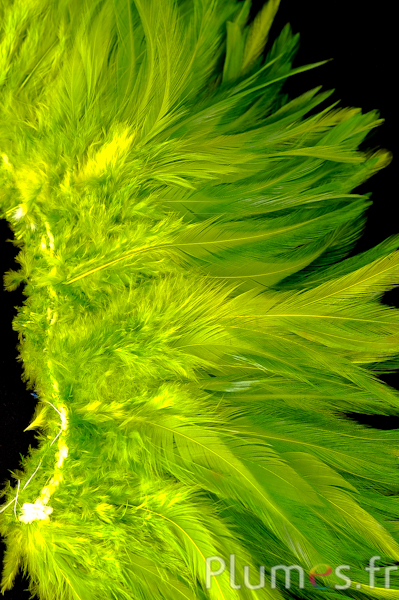 Frange coq - long. plumes 10-15 cm - lime
